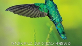 Thumbnail of post image 125