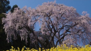 Thumbnail of post image 136